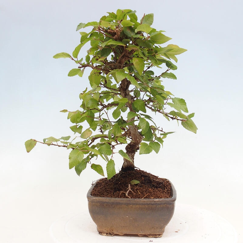 Venkovní bonsai -Carpinus CARPINOIDES - Habr korejský