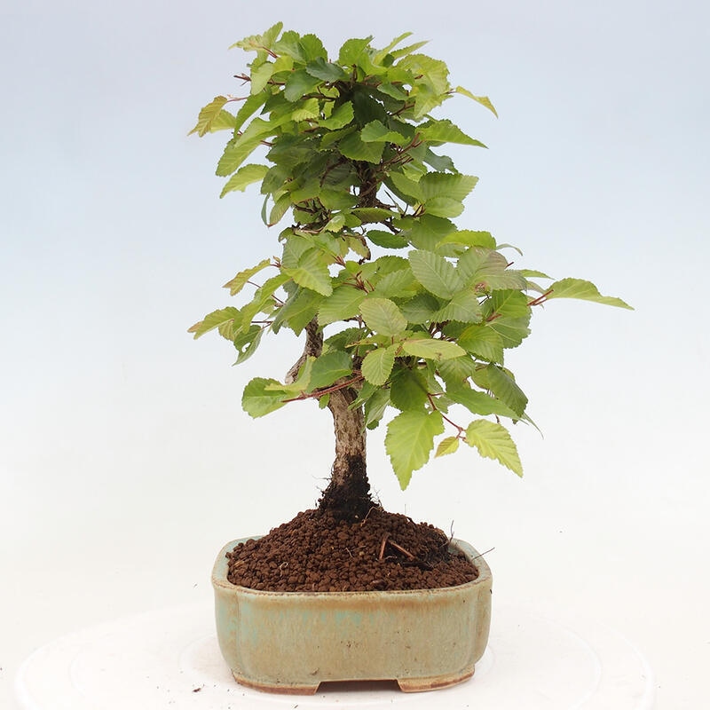 Venkovní bonsai -Carpinus CARPINOIDES - Habr korejský