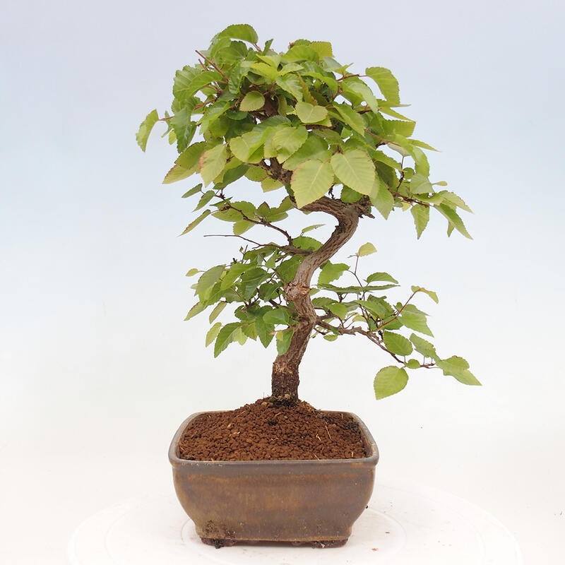 Venkovní bonsai -Carpinus CARPINOIDES - Habr korejský