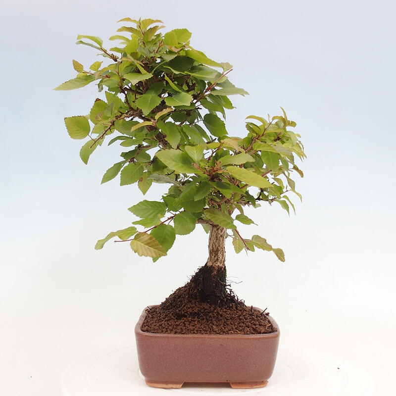 Venkovní bonsai -Carpinus CARPINOIDES - Habr korejský