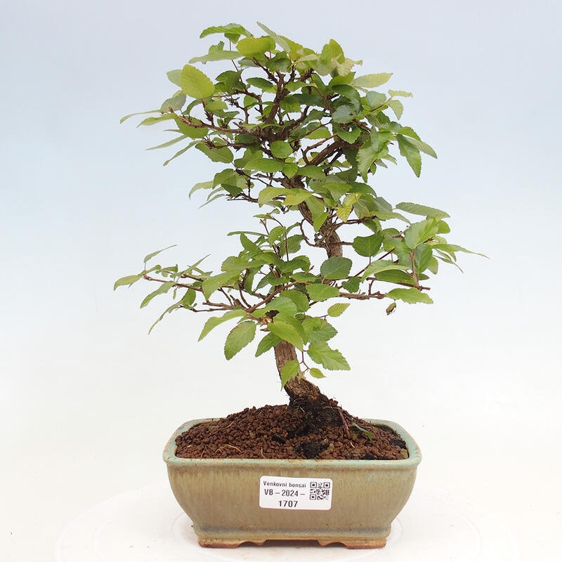 Venkovní bonsai -Carpinus CARPINOIDES - Habr korejský