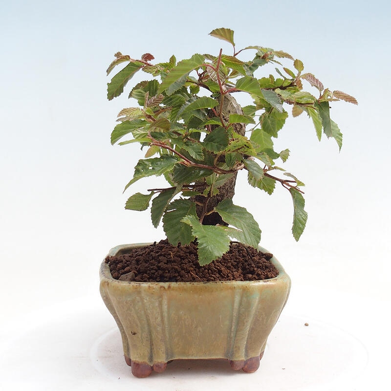 Venkovní bonsai -Carpinus CARPINOIDES - Habr korejský