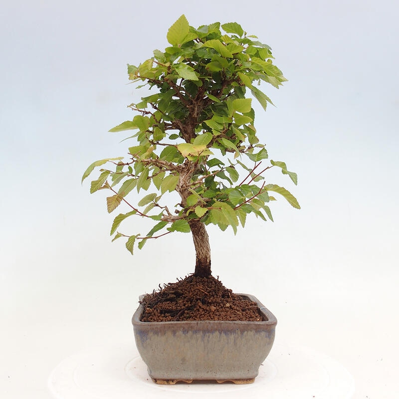 Venkovní bonsai -Carpinus CARPINOIDES - Habr korejský