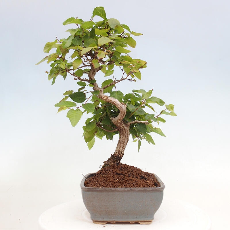 Venkovní bonsai -Carpinus CARPINOIDES - Habr korejský