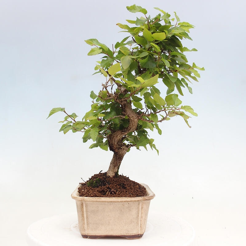 Venkovní bonsai -Carpinus CARPINOIDES - Habr korejský