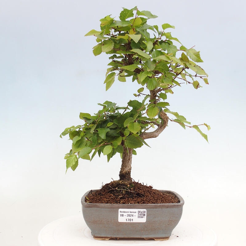 Venkovní bonsai -Carpinus CARPINOIDES - Habr korejský