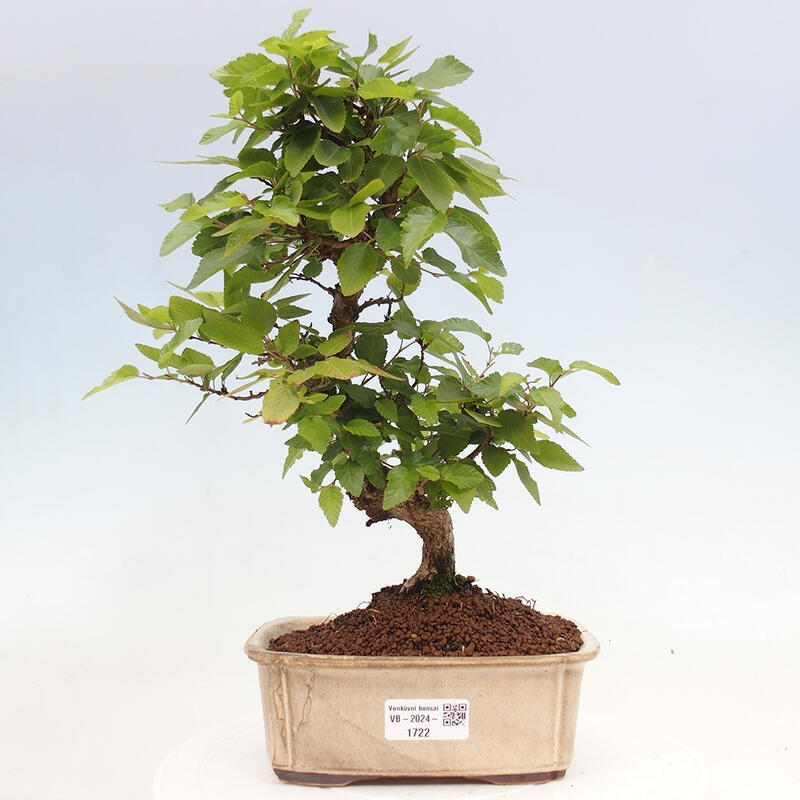 Venkovní bonsai -Carpinus CARPINOIDES - Habr korejský