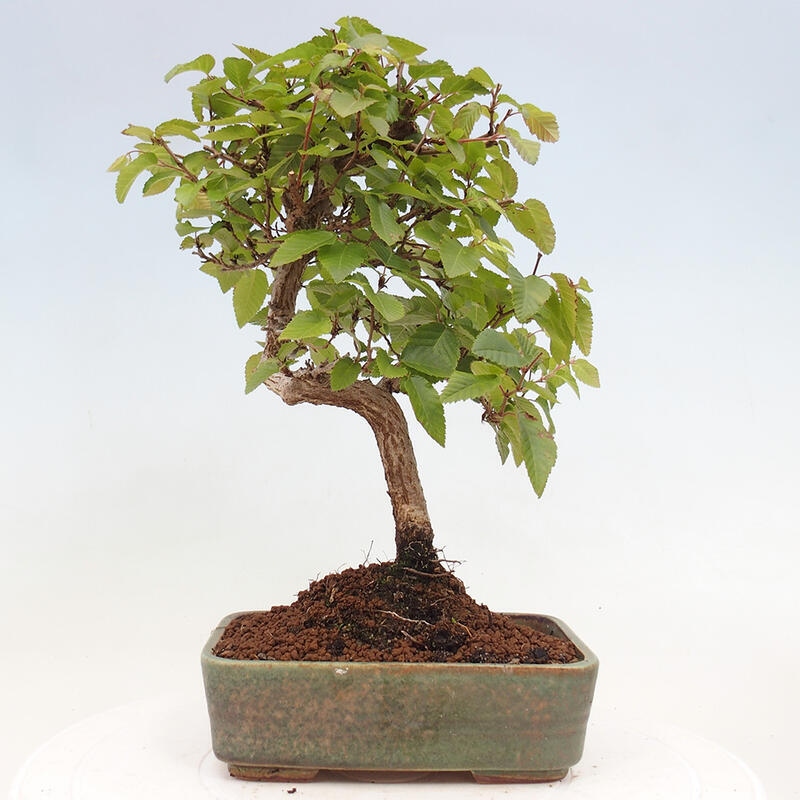 Venkovní bonsai -Carpinus CARPINOIDES - Habr korejský