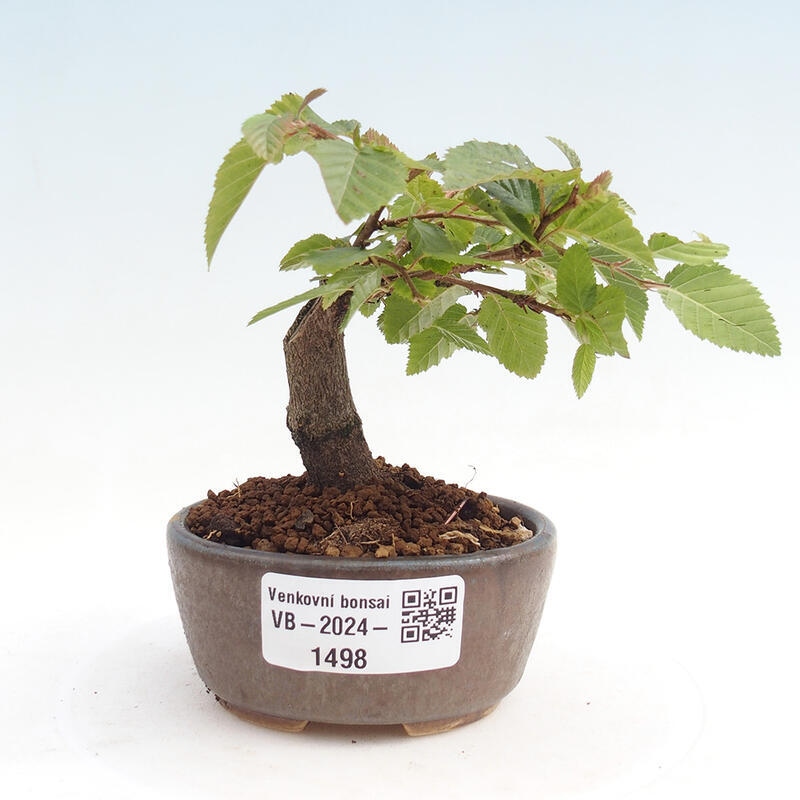 Venkovní bonsai -Carpinus CARPINOIDES - Habr korejský