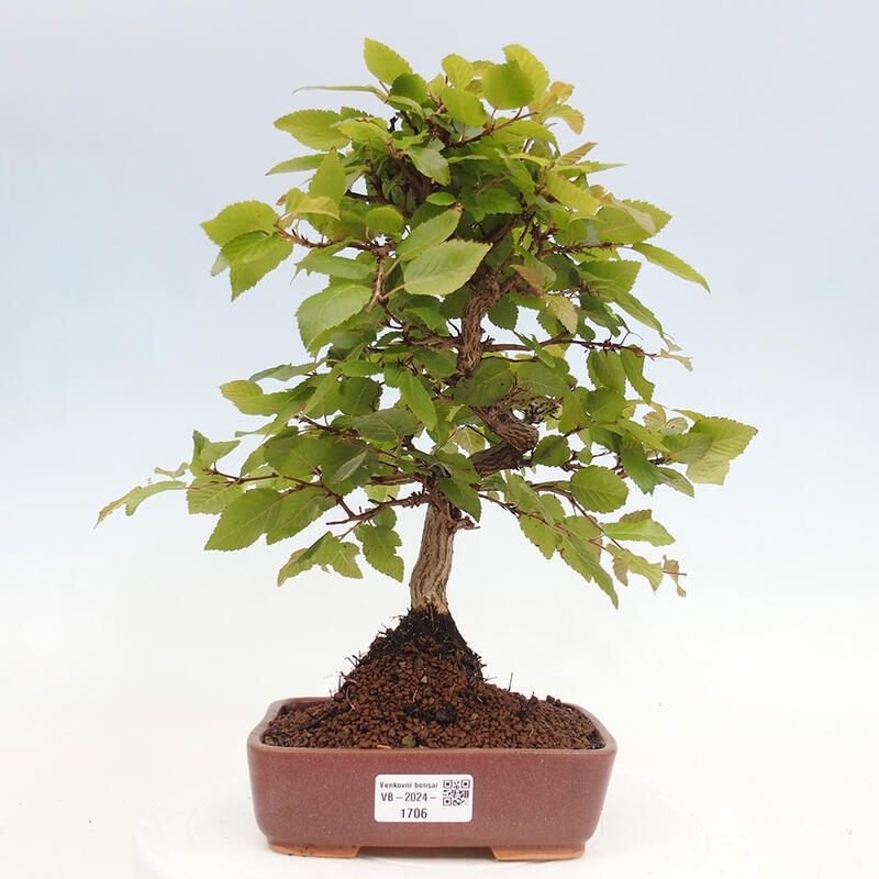 Venkovní bonsai -Carpinus CARPINOIDES - Habr korejský