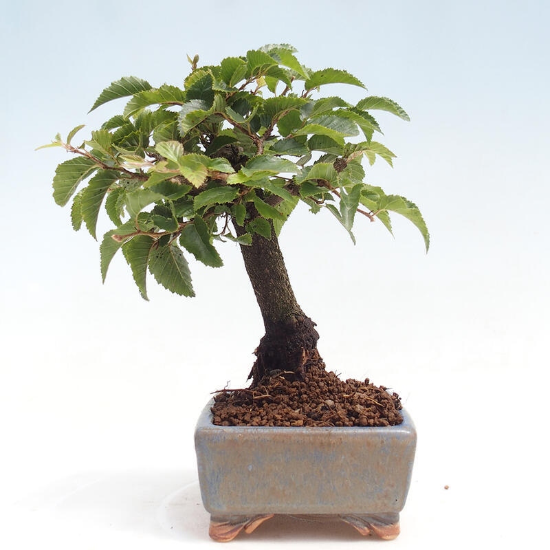 Venkovní bonsai -Carpinus CARPINOIDES - Habr korejský