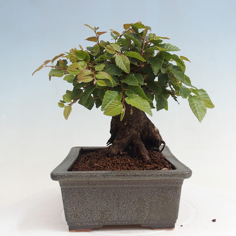 Venkovní bonsai -Carpinus CARPINOIDES - Habr korejský