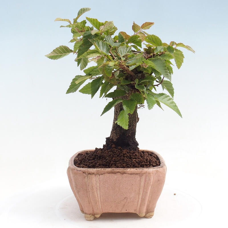 Venkovní bonsai -Carpinus CARPINOIDES - Habr korejský