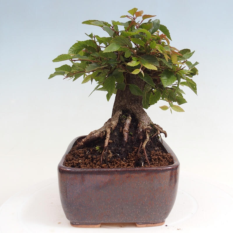 Venkovní bonsai -Carpinus CARPINOIDES - Habr korejský