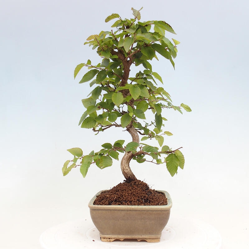 Venkovní bonsai -Carpinus CARPINOIDES - Habr korejský