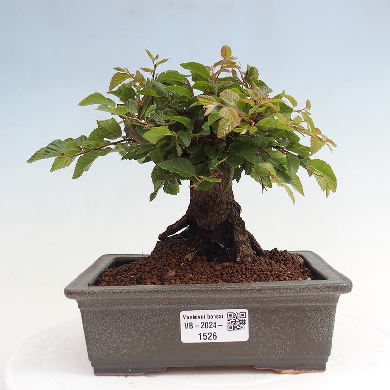 Venkovní bonsai -Carpinus CARPINOIDES - Habr korejský