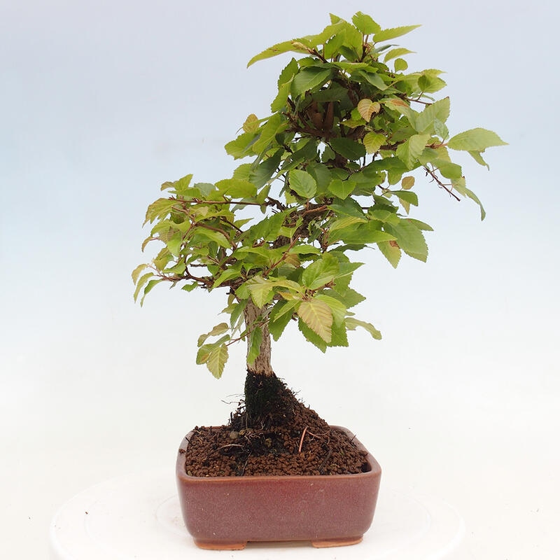 Venkovní bonsai -Carpinus CARPINOIDES - Habr korejský