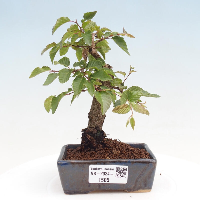 Venkovní bonsai -Carpinus CARPINOIDES - Habr korejský