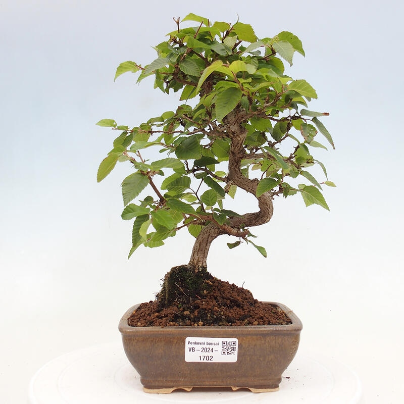 Venkovní bonsai -Carpinus CARPINOIDES - Habr korejský