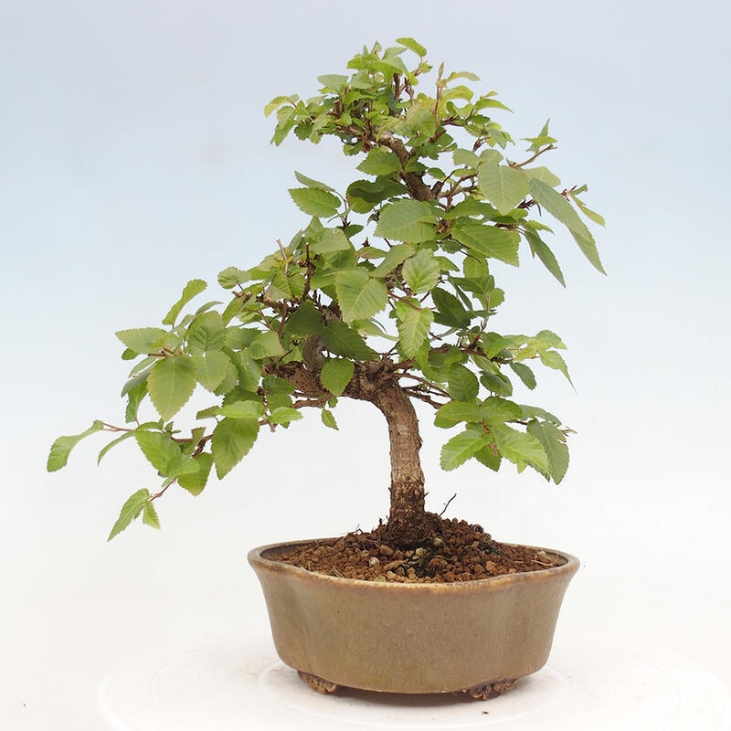 Venkovní bonsai -Carpinus CARPINOIDES - Habr korejský