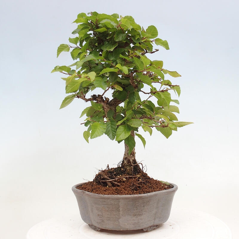 Venkovní bonsai -Carpinus CARPINOIDES - Habr korejský