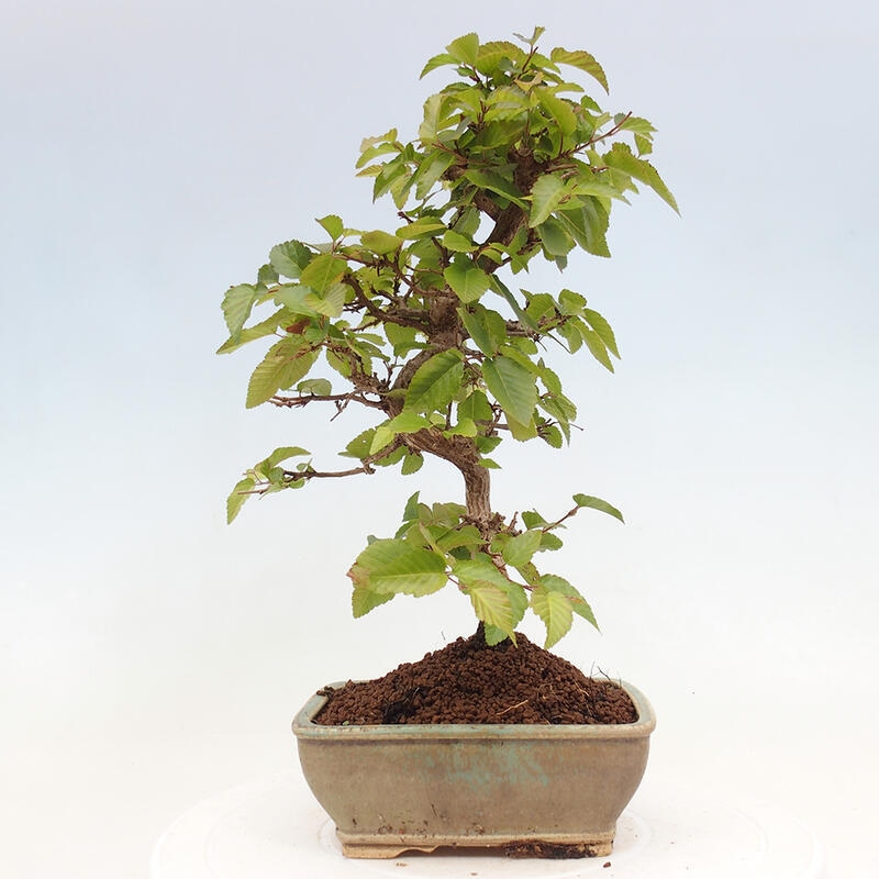 Venkovní bonsai -Carpinus CARPINOIDES - Habr korejský