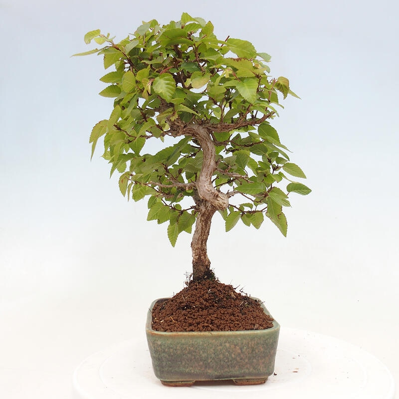 Venkovní bonsai -Carpinus CARPINOIDES - Habr korejský