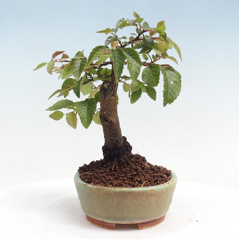 Venkovní bonsai -Carpinus CARPINOIDES - Habr korejský