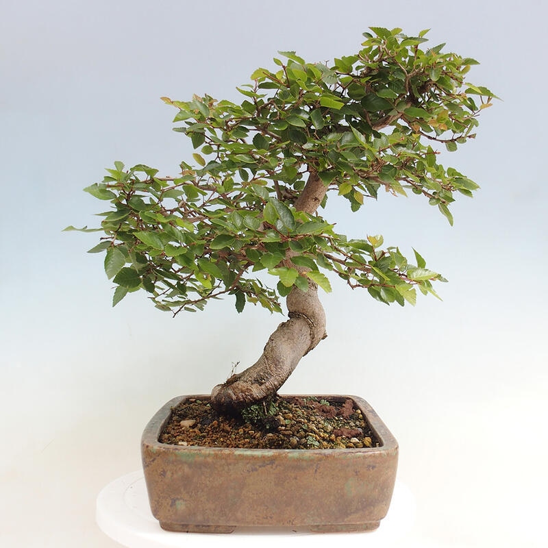 Venkovní bonsai -Carpinus CARPINOIDES - Habr korejský