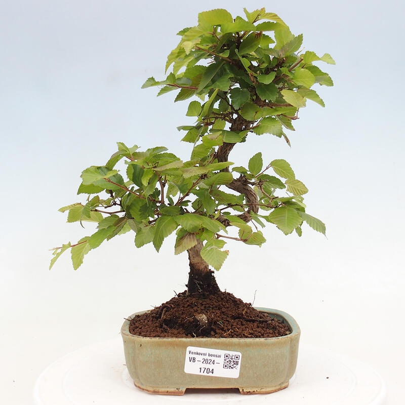 Venkovní bonsai -Carpinus CARPINOIDES - Habr korejský