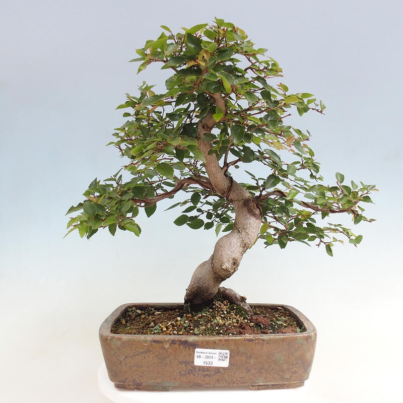 Venkovní bonsai -Carpinus CARPINOIDES - Habr korejský