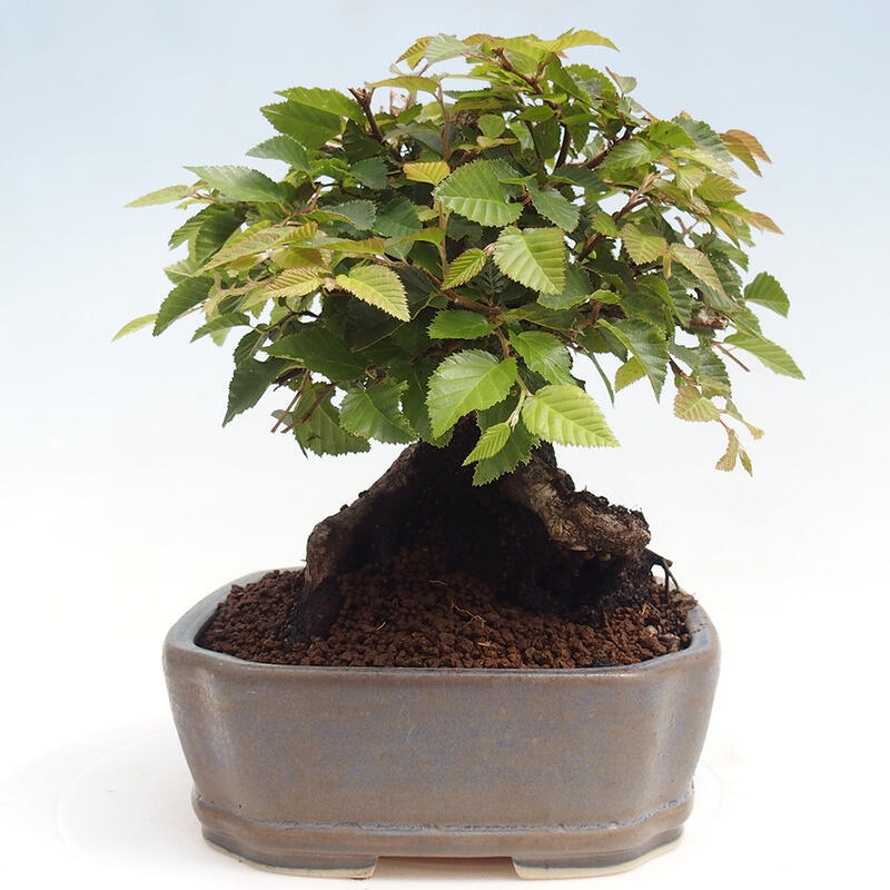 Venkovní bonsai -Carpinus CARPINOIDES - Habr korejský