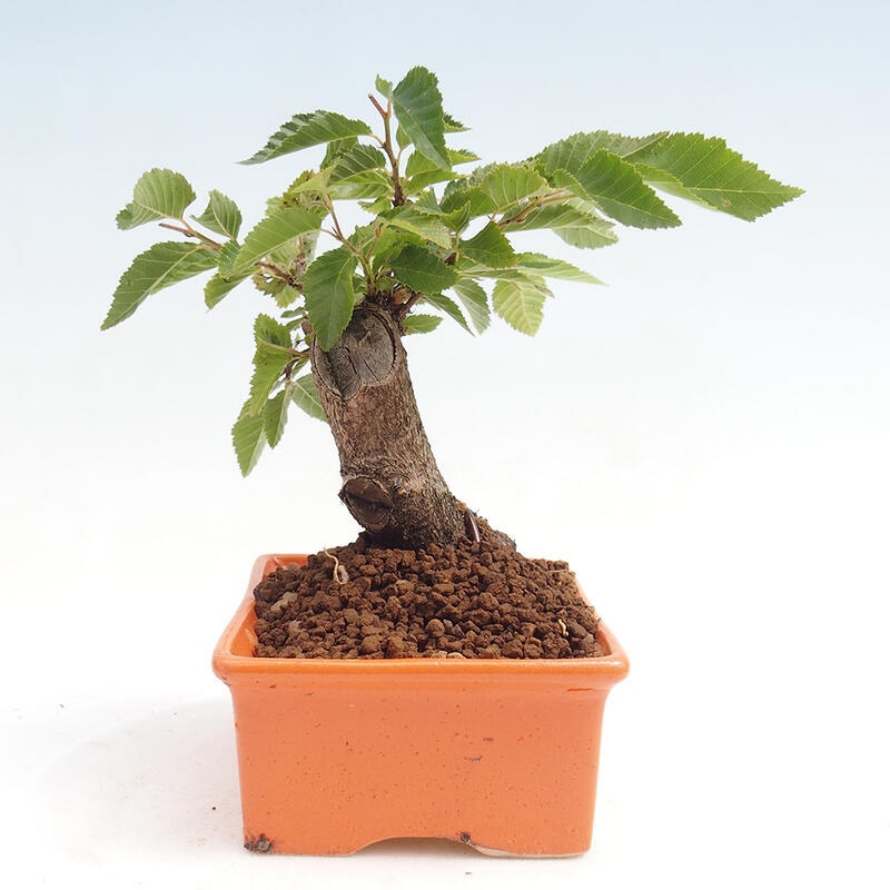 Venkovní bonsai -Carpinus CARPINOIDES - Habr korejský