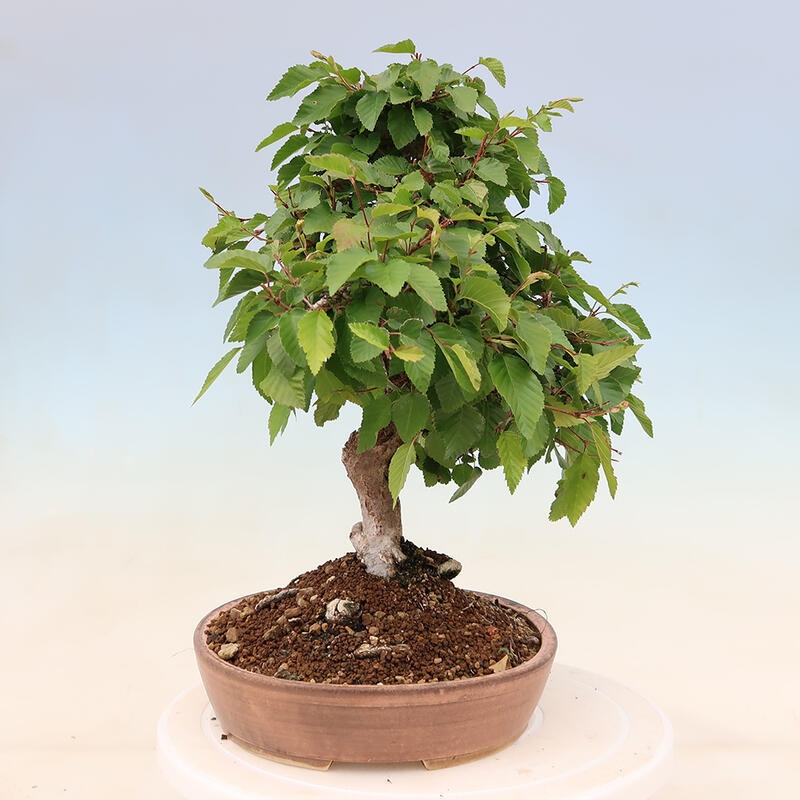 Venkovní bonsai -Carpinus Coreana - Habr korejský