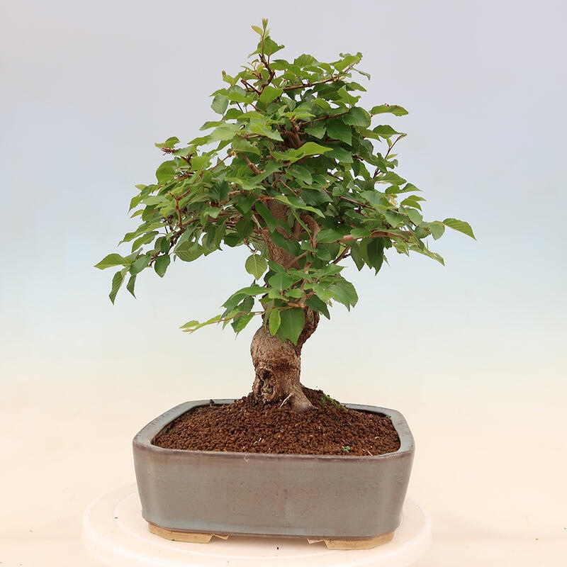 Venkovní bonsai -Carpinus Coreana - Habr korejský