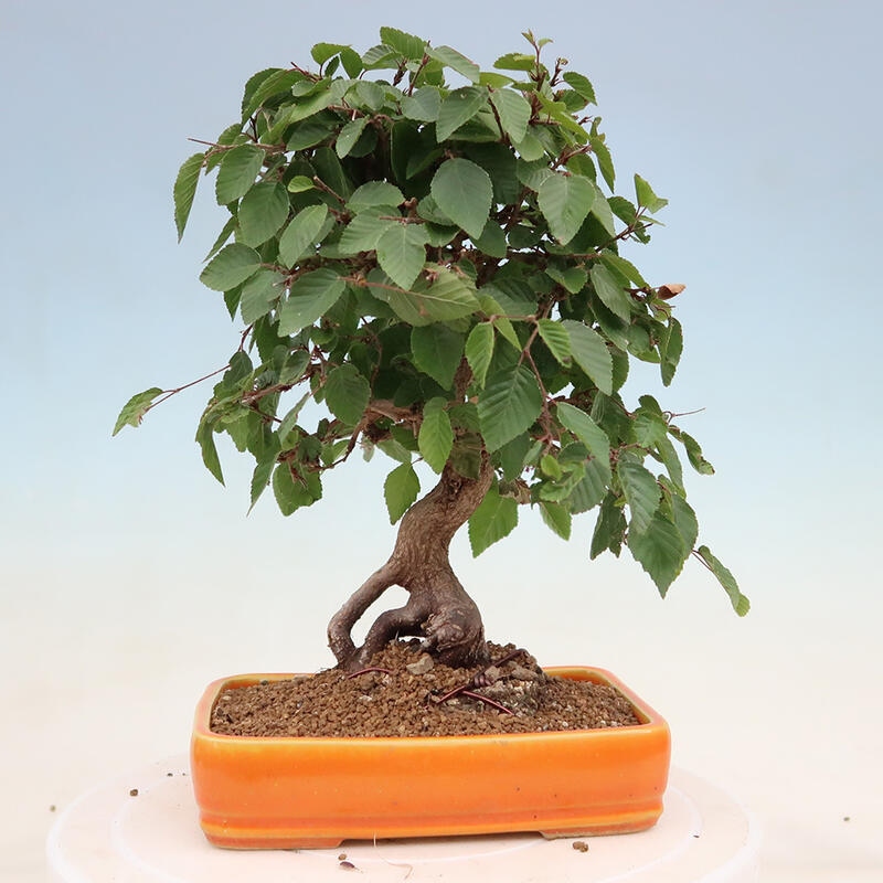 Venkovní bonsai -Carpinus Coreana - Habr korejský