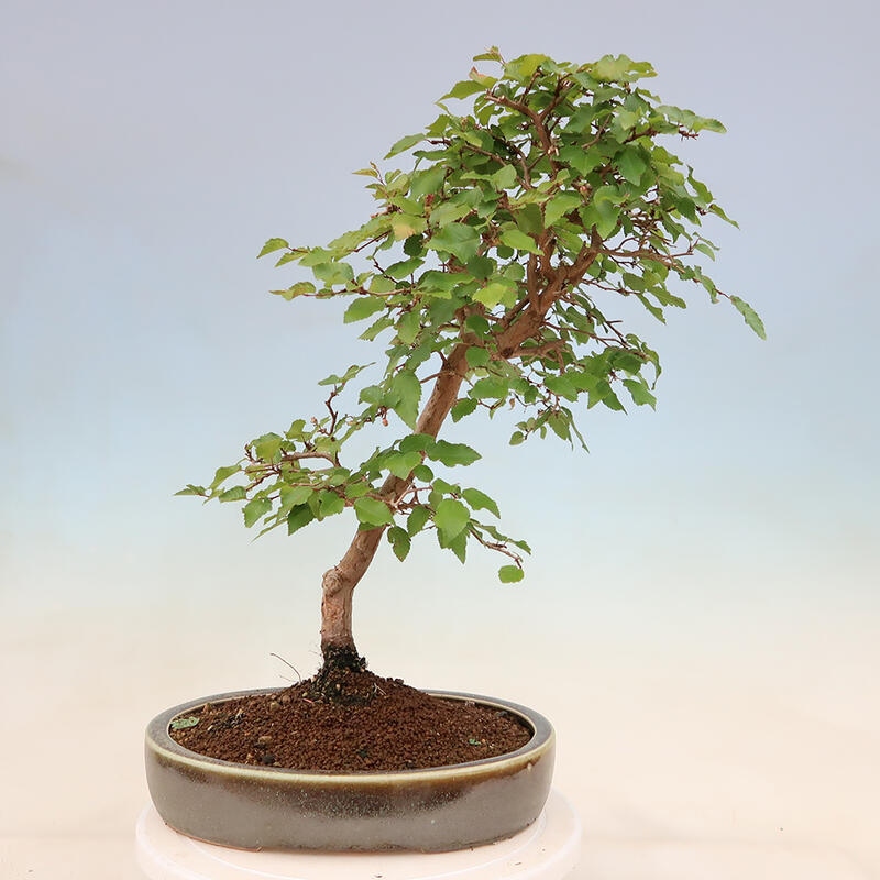 Venkovní bonsai -Carpinus Coreana - Habr korejský