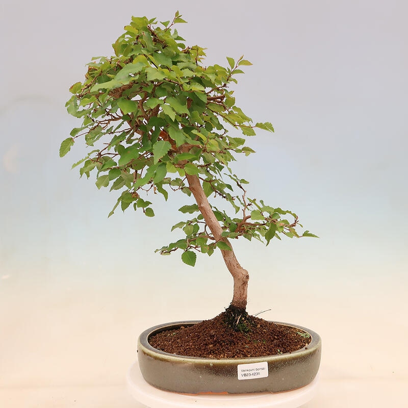 Venkovní bonsai -Carpinus Coreana - Habr korejský