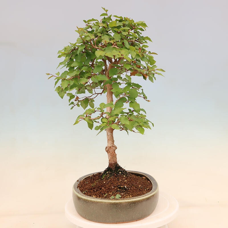 Venkovní bonsai -Carpinus Coreana - Habr korejský