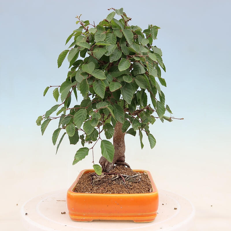 Venkovní bonsai -Carpinus Coreana - Habr korejský