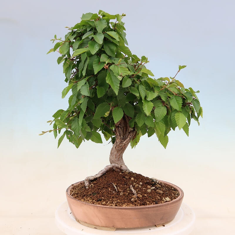 Venkovní bonsai -Carpinus Coreana - Habr korejský