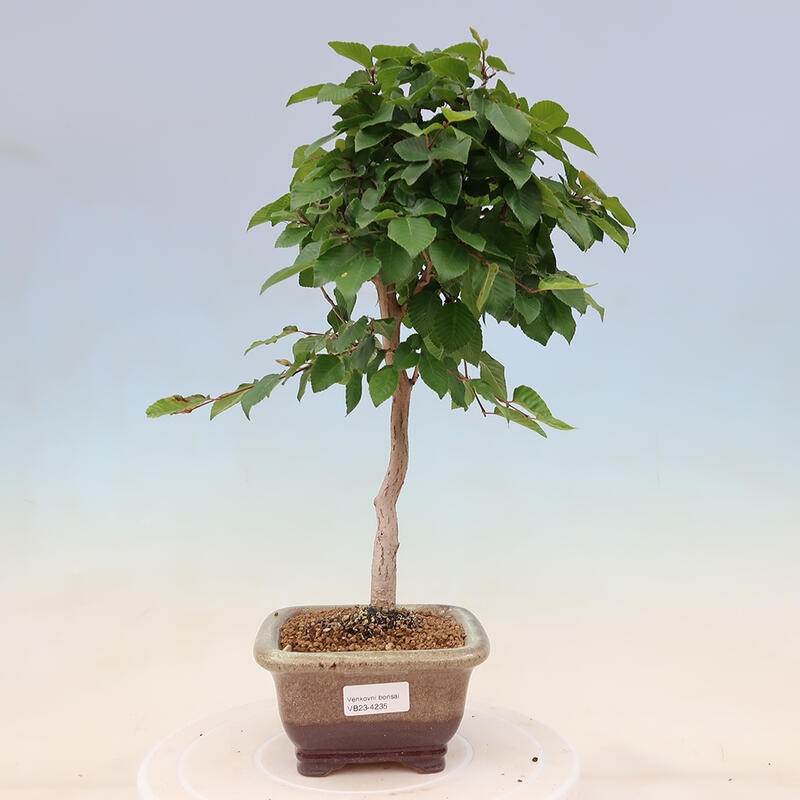 Venkovní bonsai -Carpinus Coreana - Habr korejský