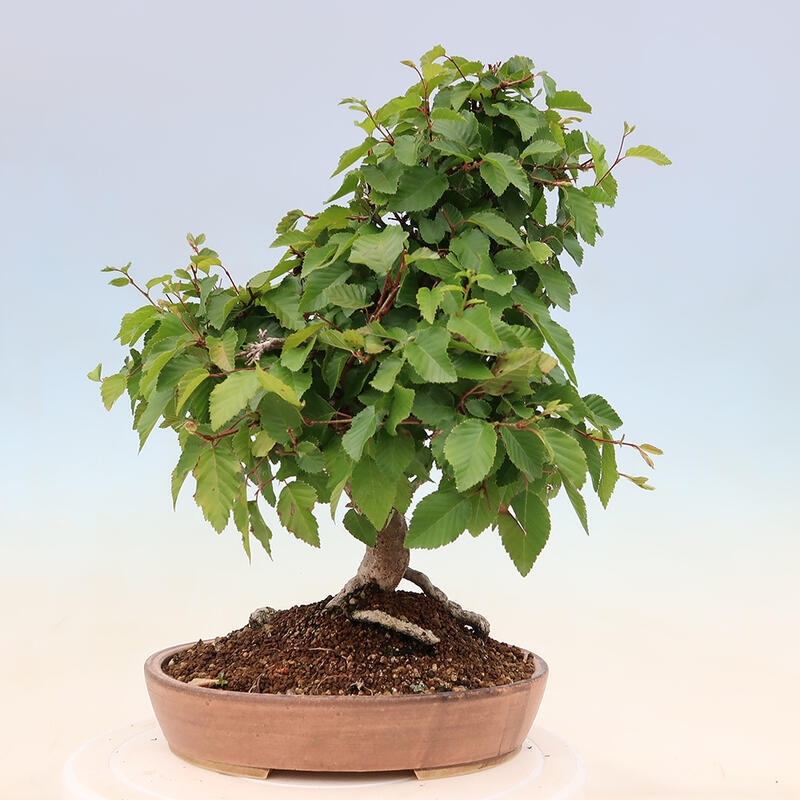 Venkovní bonsai -Carpinus Coreana - Habr korejský