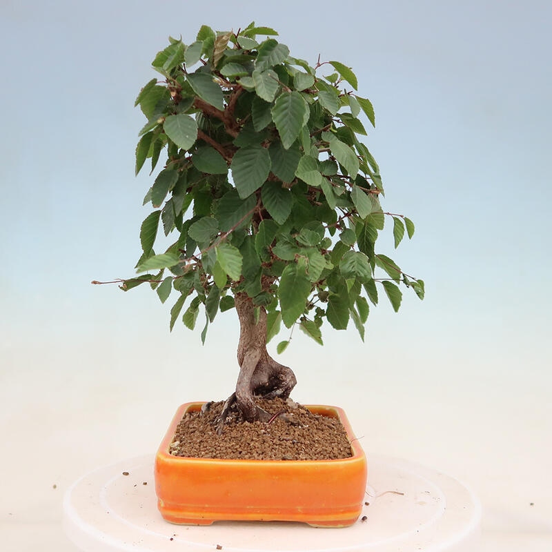 Venkovní bonsai -Carpinus Coreana - Habr korejský