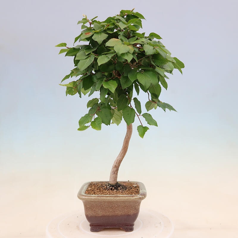 Venkovní bonsai -Carpinus Coreana - Habr korejský