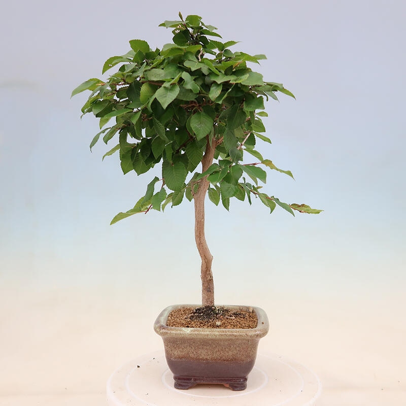 Venkovní bonsai -Carpinus Coreana - Habr korejský