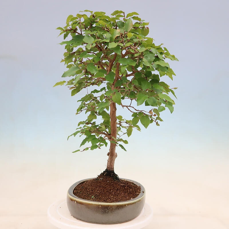 Venkovní bonsai -Carpinus Coreana - Habr korejský