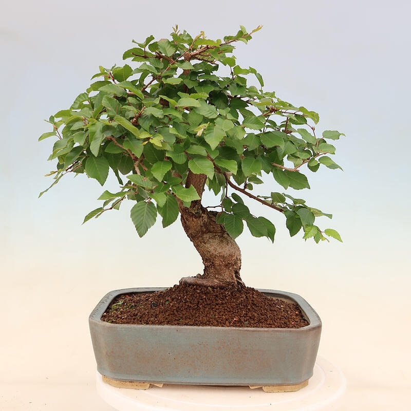 Venkovní bonsai -Carpinus Coreana - Habr korejský