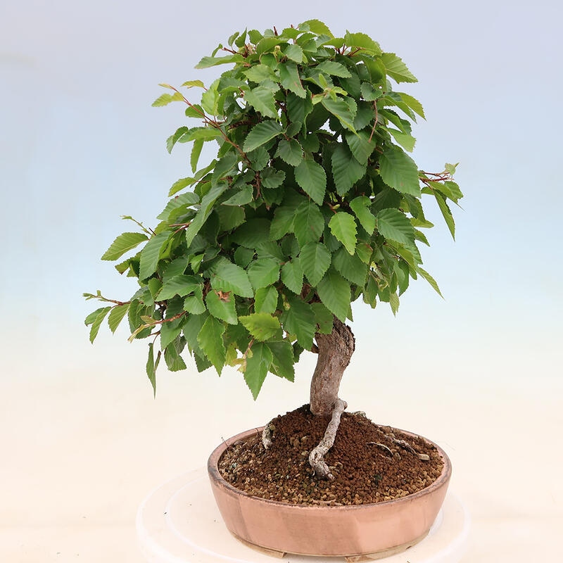 Venkovní bonsai -Carpinus Coreana - Habr korejský