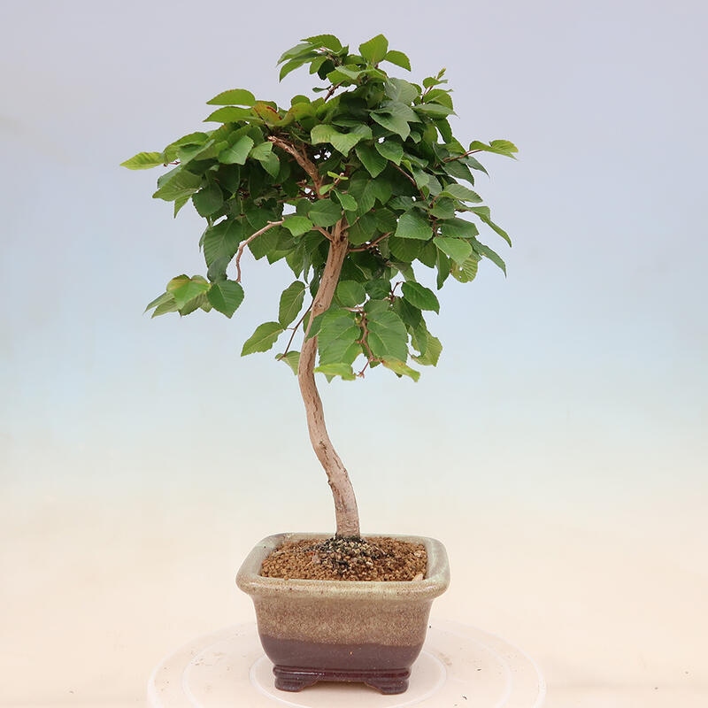 Venkovní bonsai -Carpinus Coreana - Habr korejský